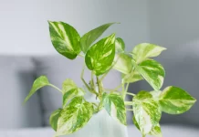 5 loại cây cảnh trong nhà đẹp, ít cần chăm sóc