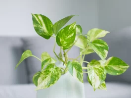 5 loại cây cảnh trong nhà đẹp, ít cần chăm sóc