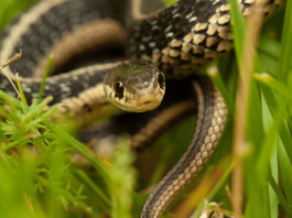 6 dấu hiệu cho thấy có rắn trong vườn nhà