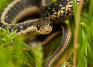 6 dấu hiệu cho thấy có rắn trong vườn nhà