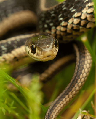 6 dấu hiệu cho thấy có rắn trong vườn nhà