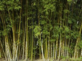 7 loại cây gọi rắn vào nhà