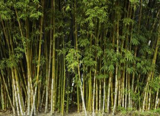 7 loại cây gọi rắn vào nhà