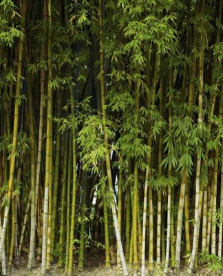 7 loại cây gọi rắn vào nhà