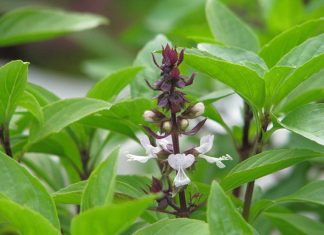 4 lợi ích khi ăn lá húng quế vào mùa lạnh