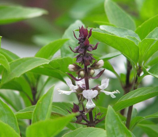 4 lợi ích khi ăn lá húng quế vào mùa lạnh