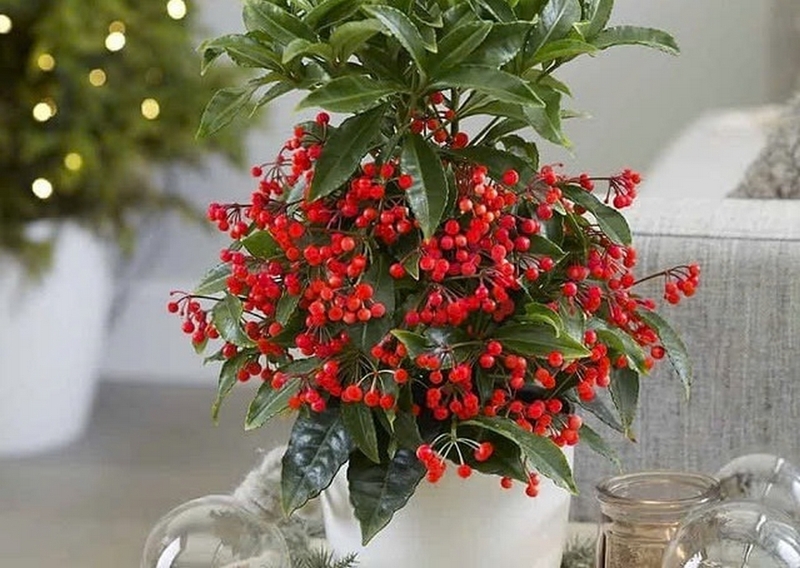 Kim ngân lượng cũng là loại cây được nhiều gia đình ưa chuộng trang trí nhà dịp Tết nhờ những chùm quả đỏ mọng, mang ý nghĩa tài lộc.