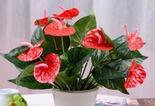 5 cây hoa đỏ dáng nhỏ trang trí nhà dịp Tết đẹp, ý nghĩa